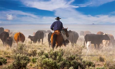 The Big Sky! A Tale of Cattle Ranching and Epic Western Adventures!